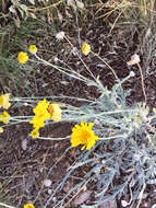 Image of desert marigold