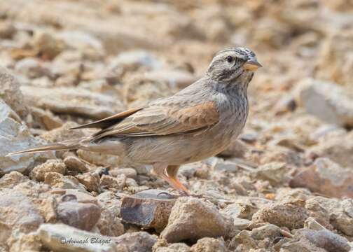 Image of House Bunting