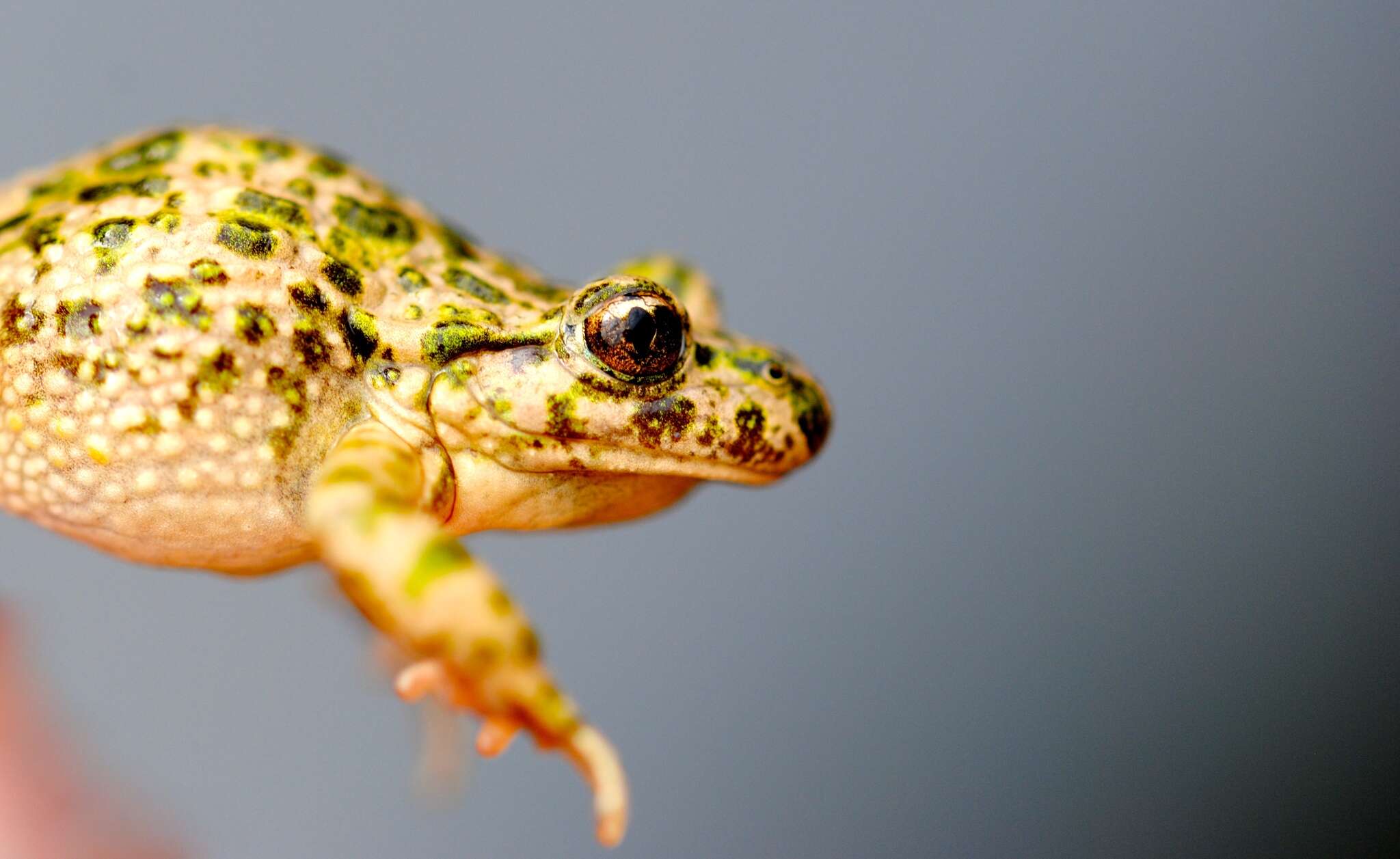 Image of Iberian Parsley Frog