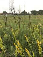 Image of Long-Spike Fluff Grass