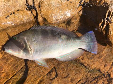 Image of Blue Tuskfish