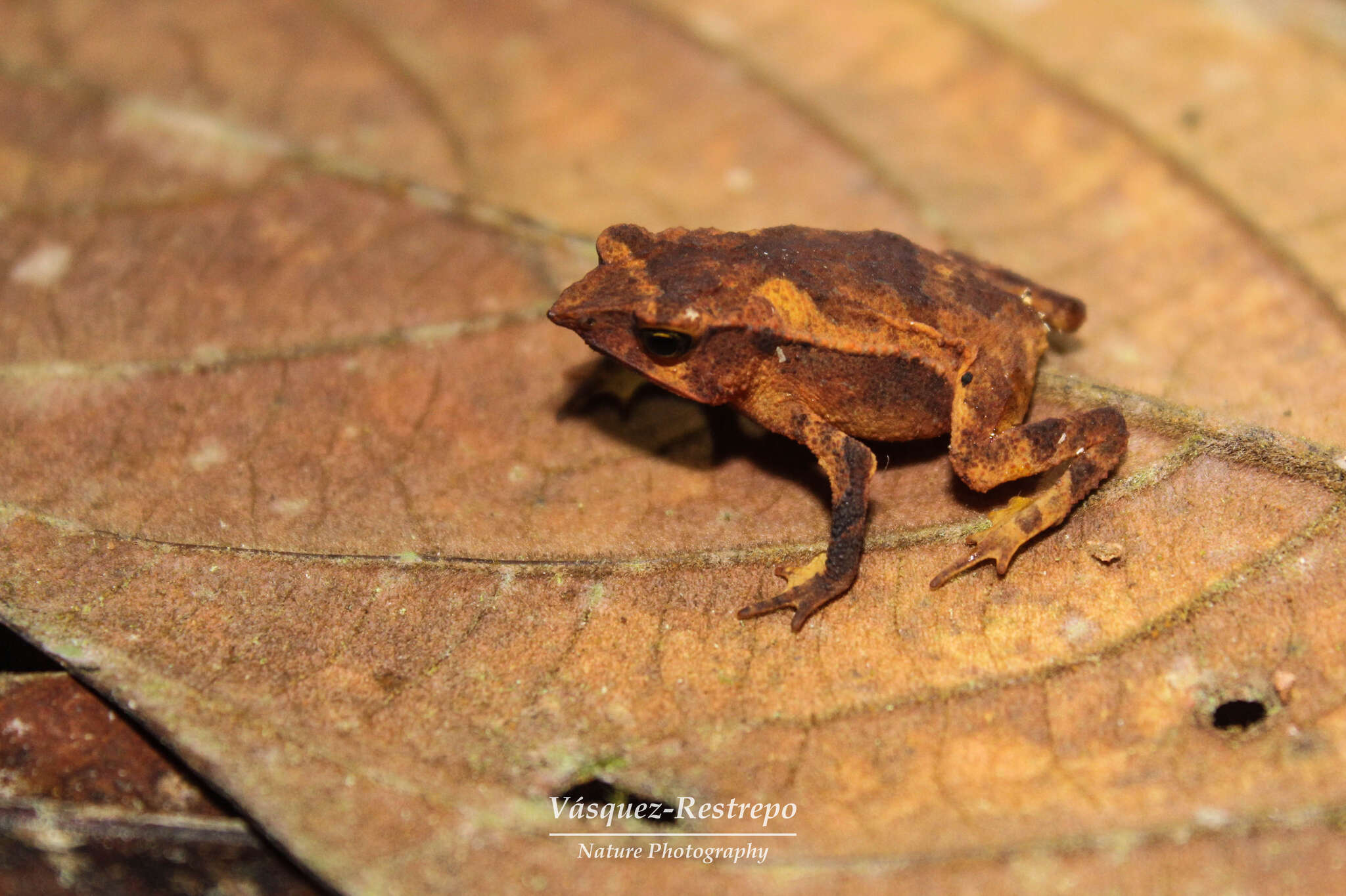 Image of Santa Rita beaked toad