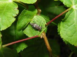 Image of Acanthocinus griseus (Fabricius 1793)