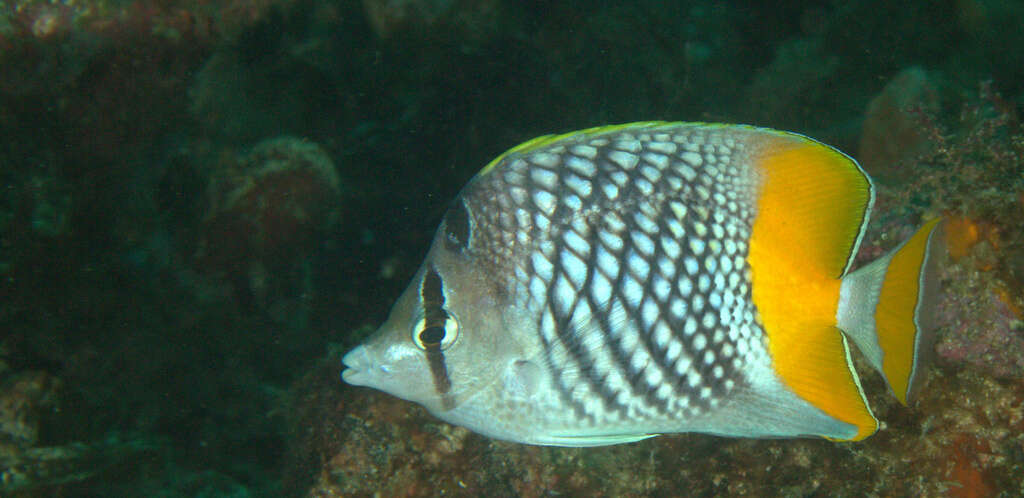 Image of Cross-hatch Butterflyfish