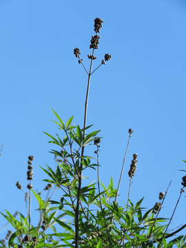 Image of Chaste Tree