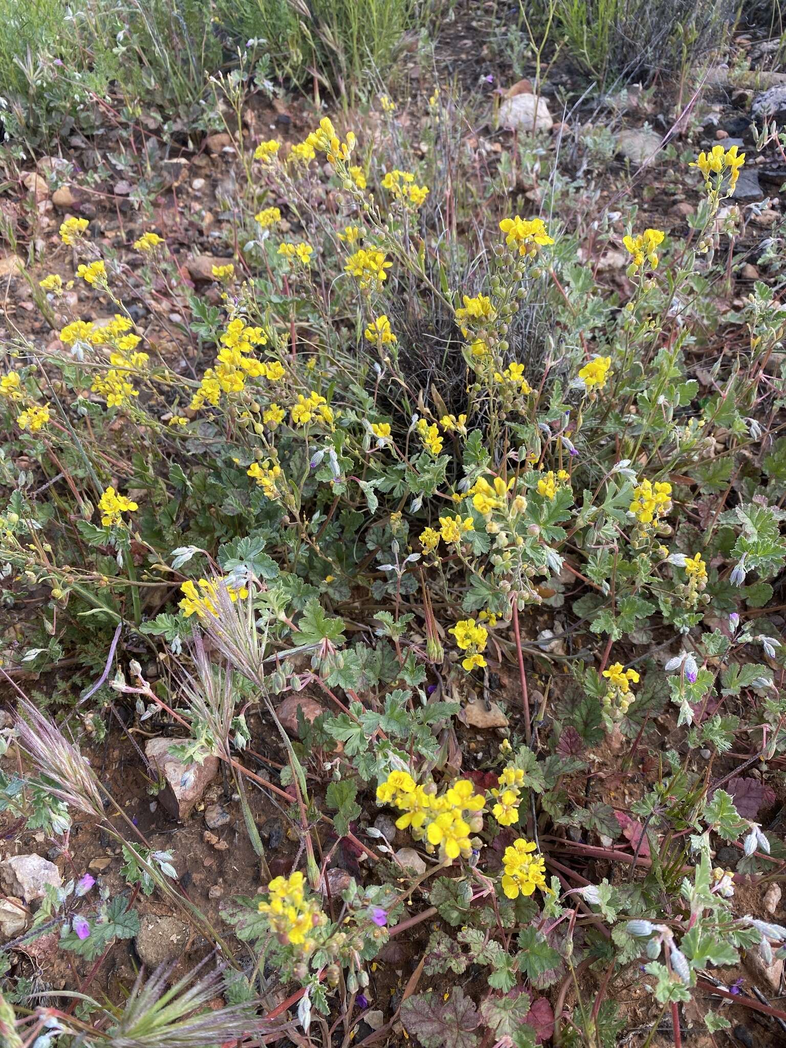 Image of Moapa bladderpod