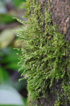 Image of Cryphaea heteromalla D. Mohr ex Weber 1814