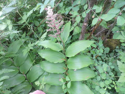 Image of feathery false lily of the valley