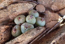 Image of Conophytum truncatum (Thunb.) N. E. Br.