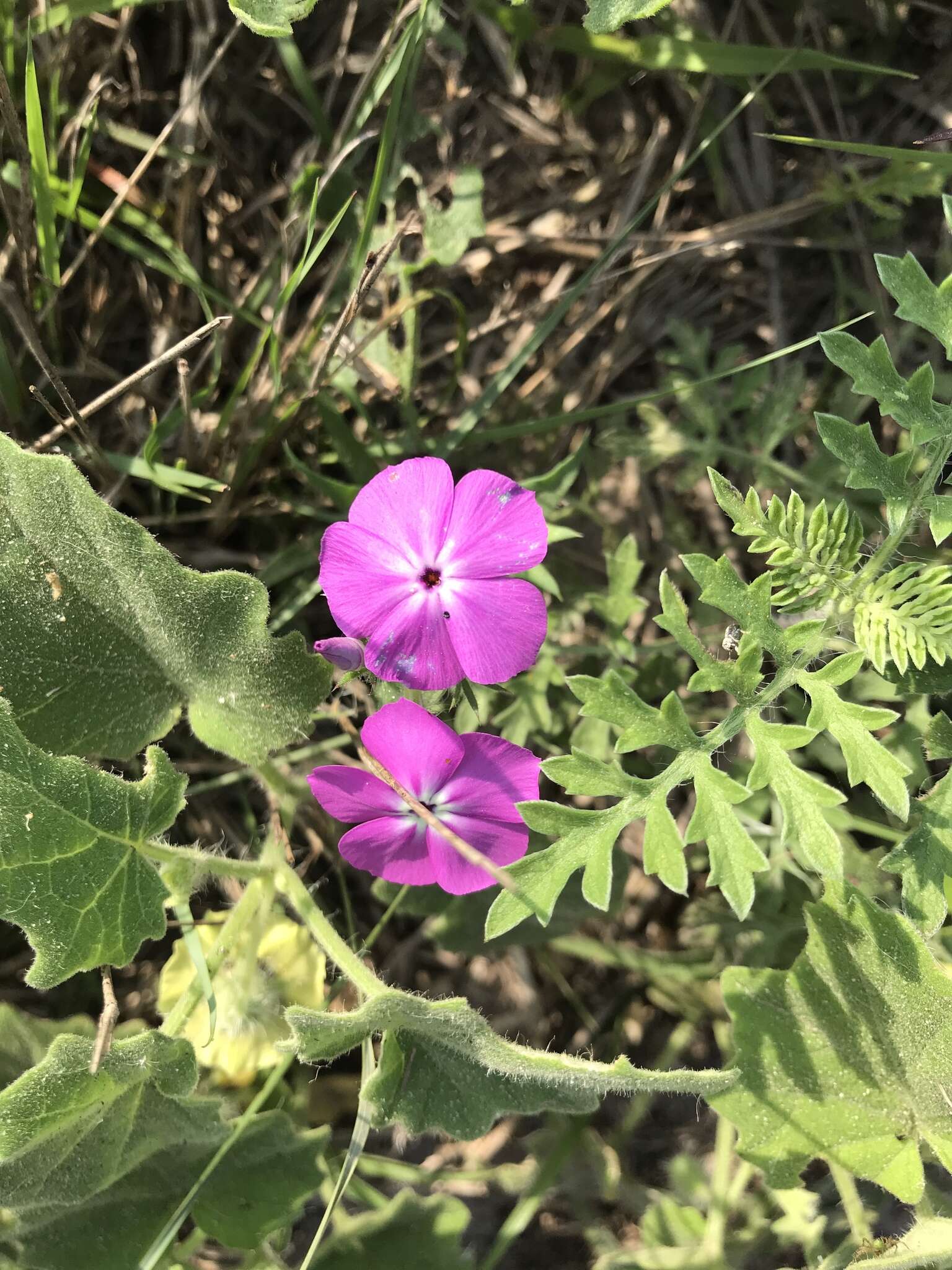 Imagem de Phlox glabriflora (Brand) Whitehouse