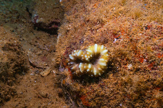 Image of Acanthastrea pachysepta (Chevalier 1975)