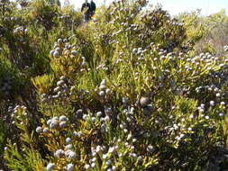 Image of Brunia noduliflora P Goldblatt & J. C. Manning