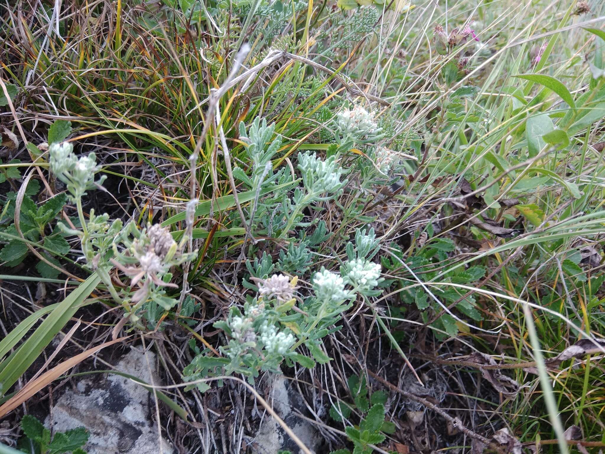 Sivun Teucrium polium L. kuva