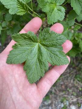 Image of mapleleaf currant