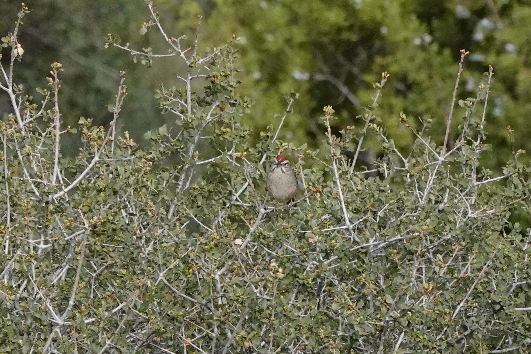 Image of Alvord oak