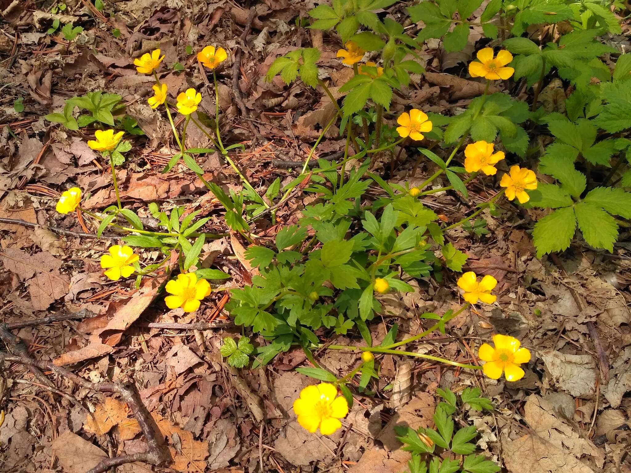 Image of Ranunculus franchetii H. Boissieu