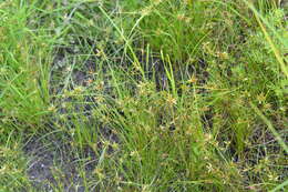 Image of Yellow Flat Sedge