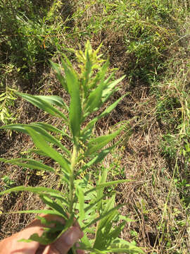 Image of Canada goldenrod