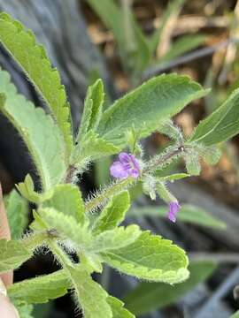 Image of Endostemon tereticaulis (Poir.) M. R. Ashby