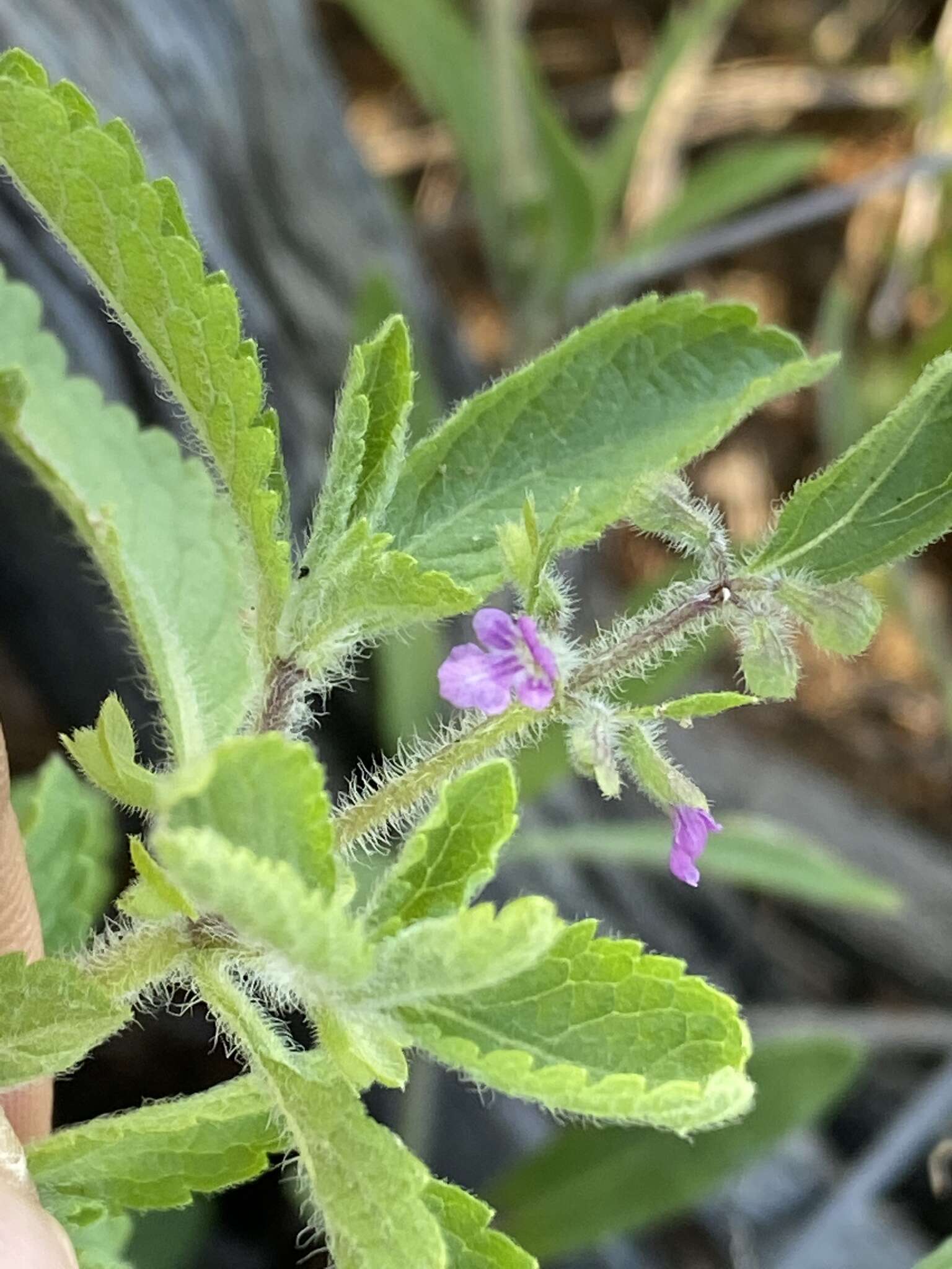 Image of Endostemon tereticaulis (Poir.) M. R. Ashby