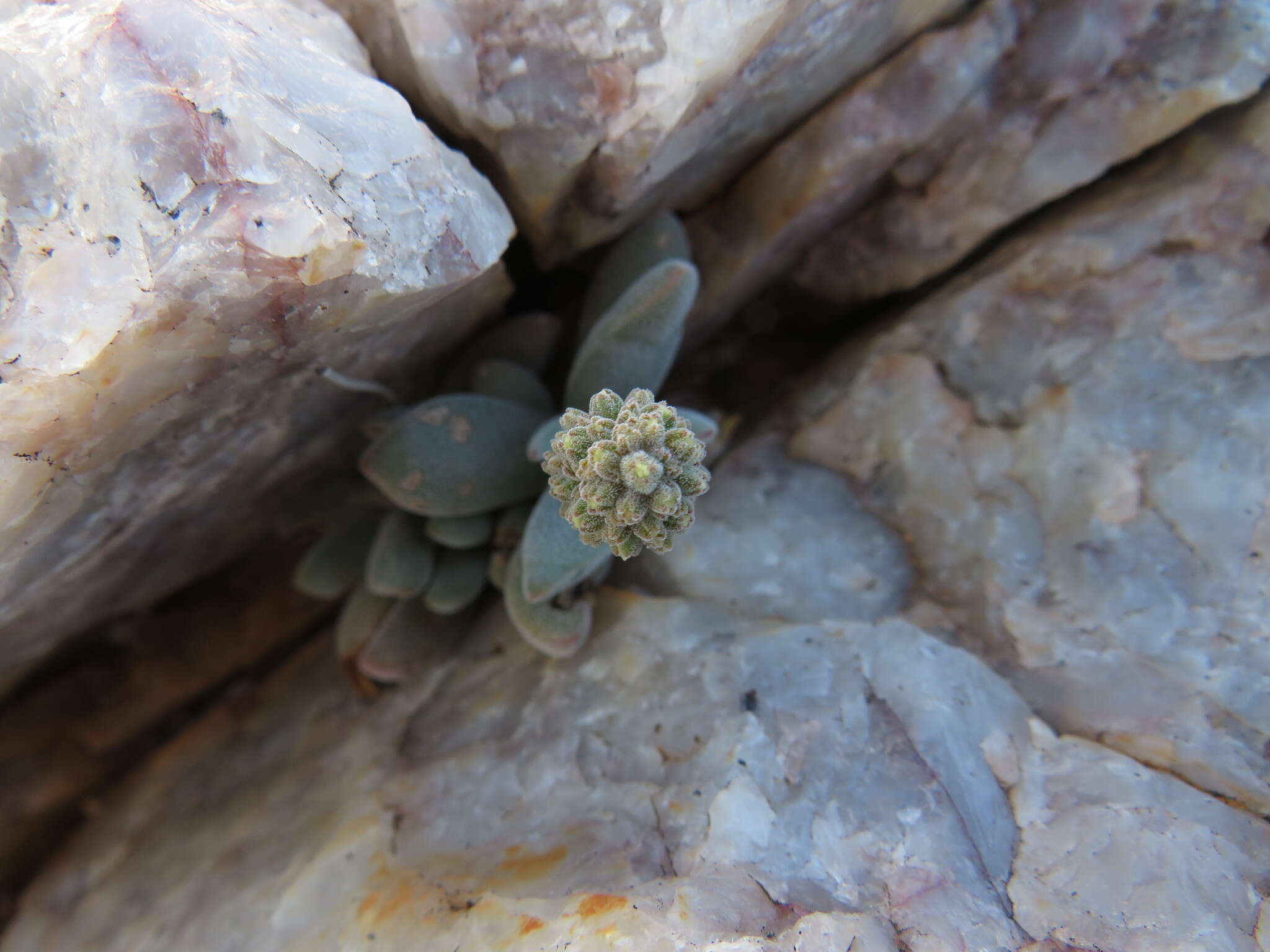 Crassula namaquensis Schönl. & Baker fil. resmi