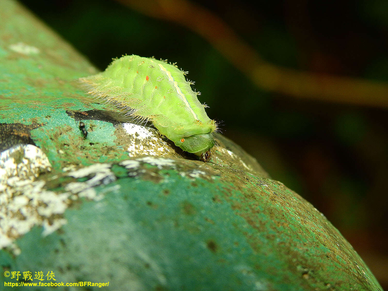 Image of Thosea sinensis Walker 1855