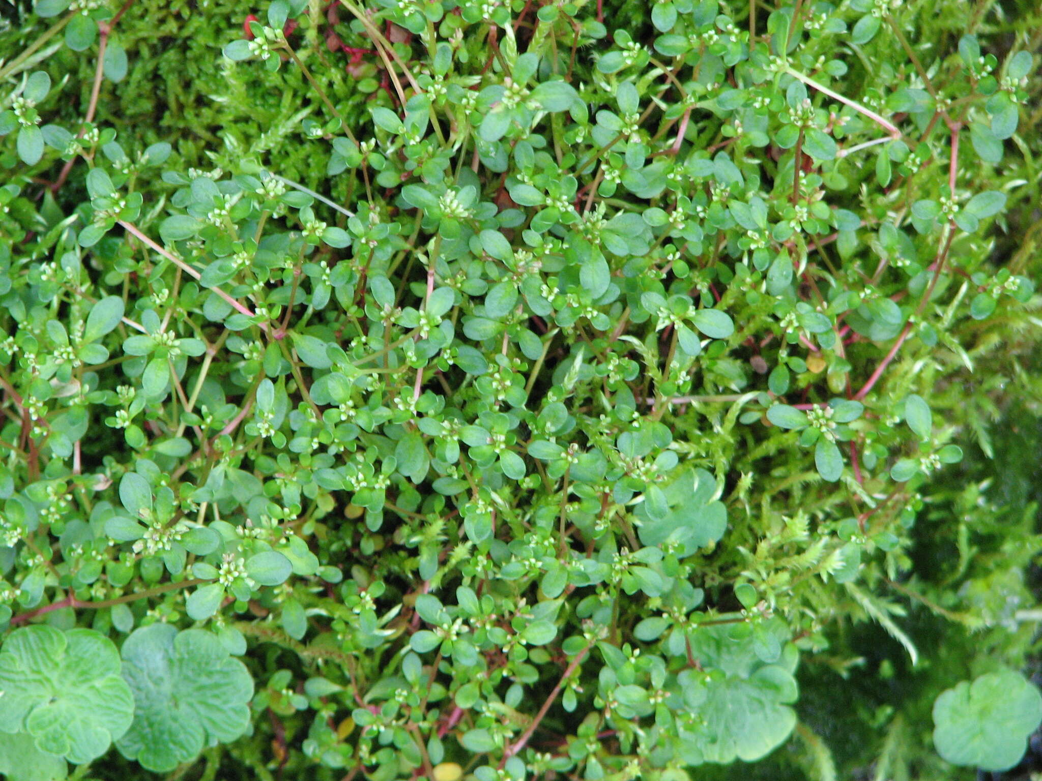 Koenigia islandica L. resmi