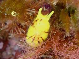 Image of yellow tylodina