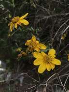 Image of Bidens rubifolia Kunth