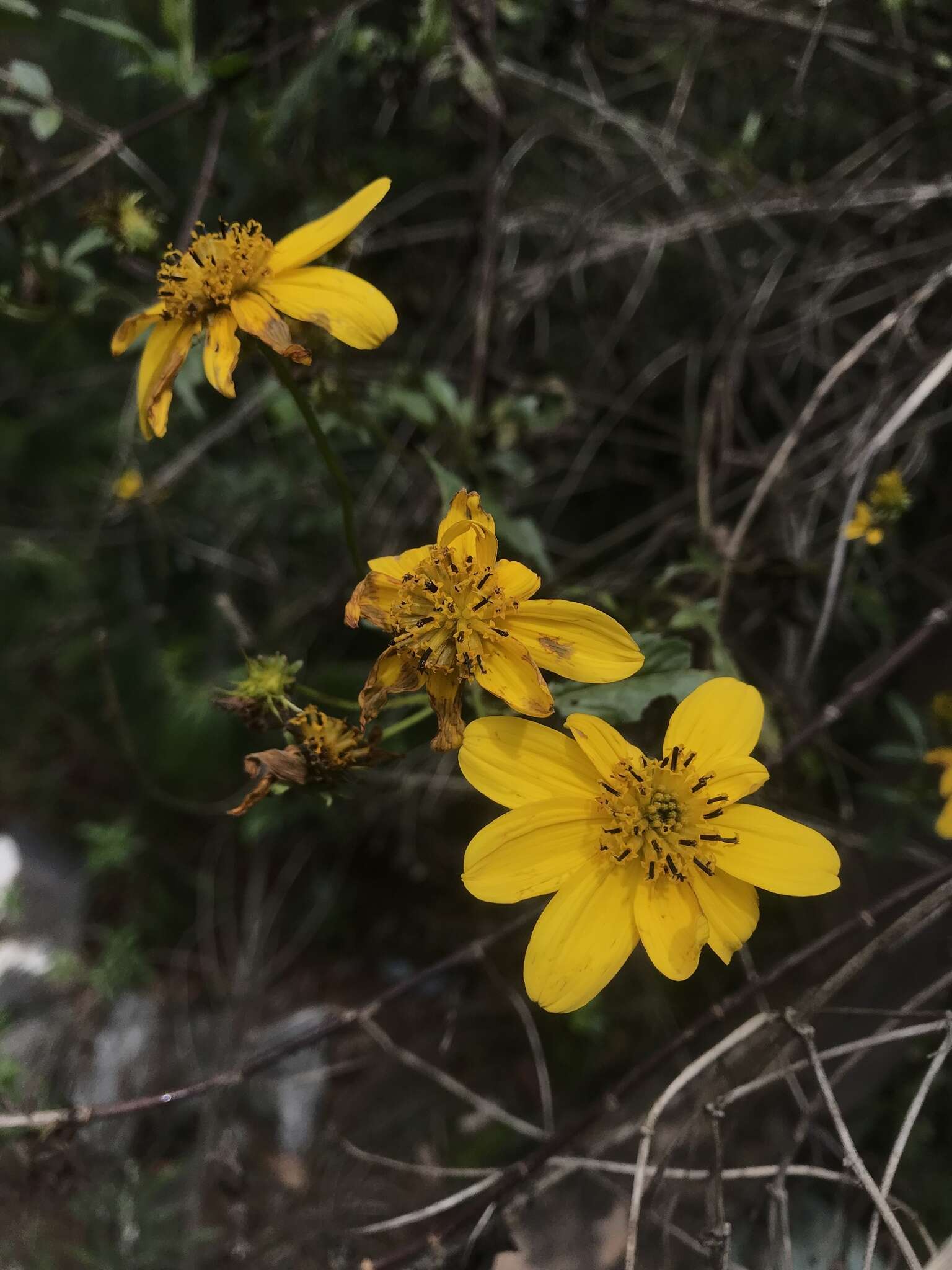 Image of Bidens rubifolia Kunth