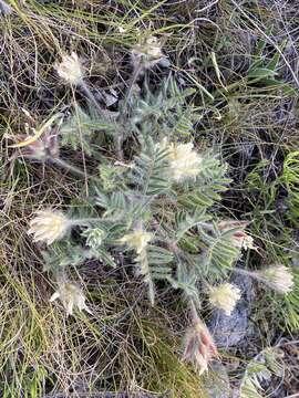 Plancia ëd Oxytropis pallasii Pers.