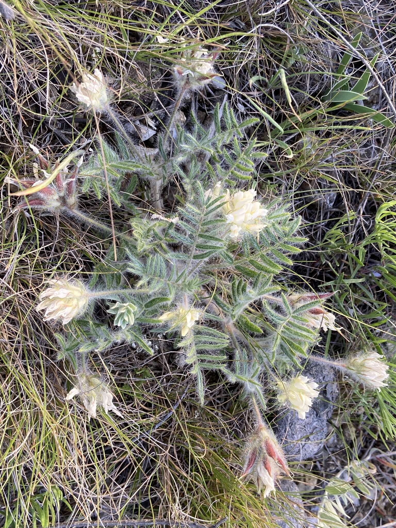 Image de Oxytropis pallasii Pers.