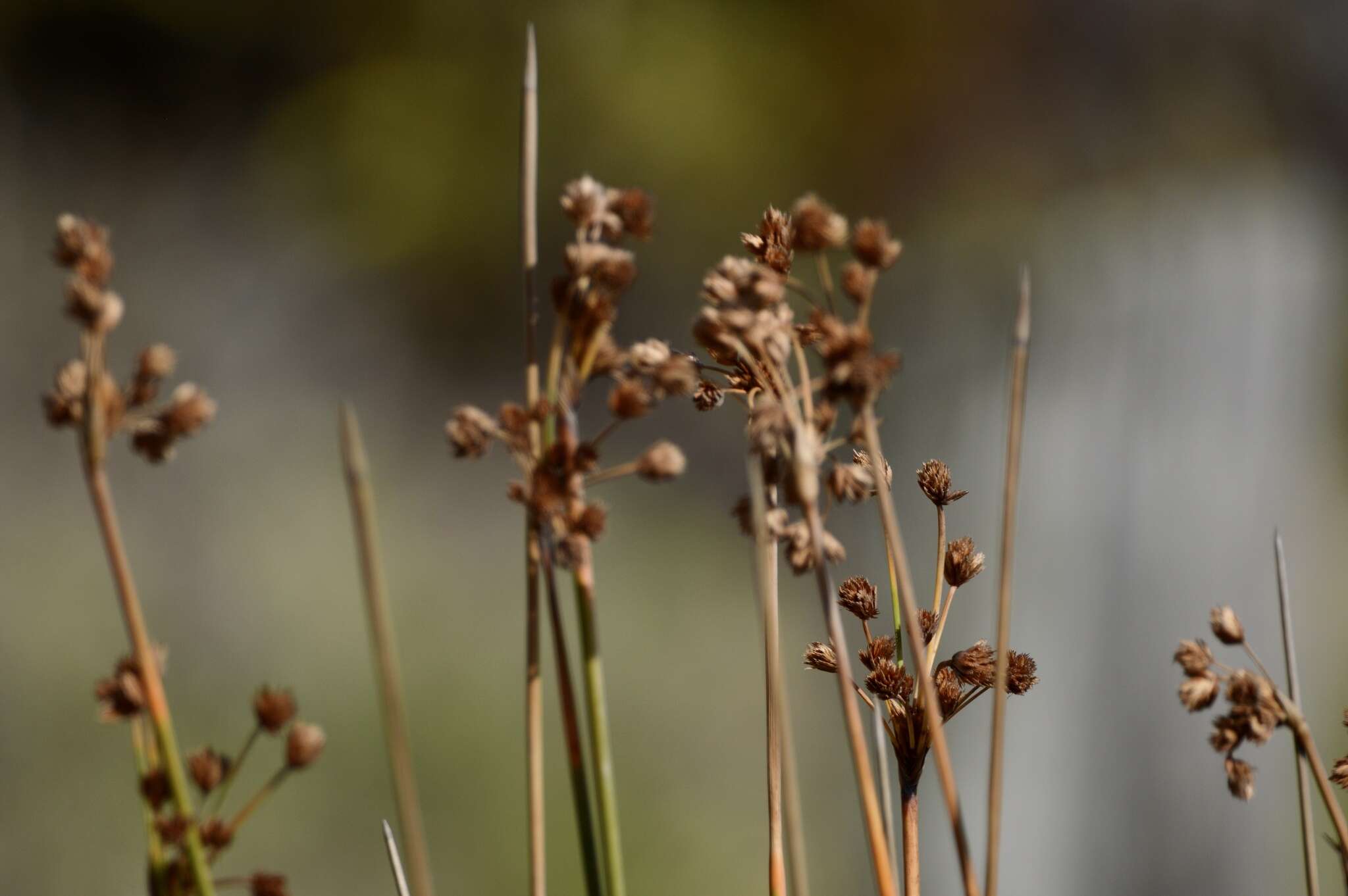 Image of Androtrichum trigynum (Spreng.) H. Pfeiff.