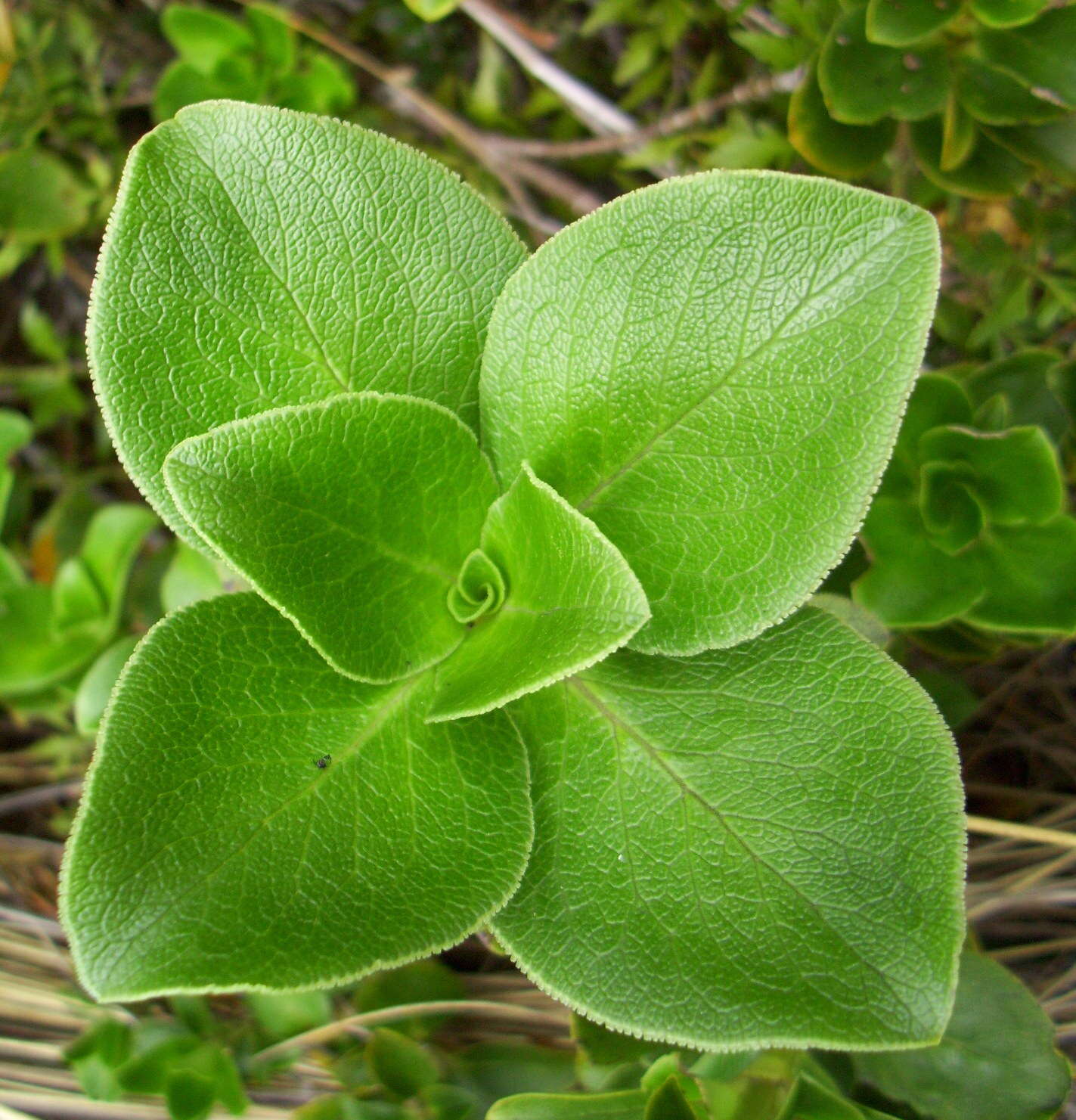 Image de Coprosma serrulata Hook. fil. ex Buchanan