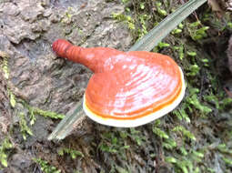 Image of Ganoderma longistipitatum Ryvarden 2000