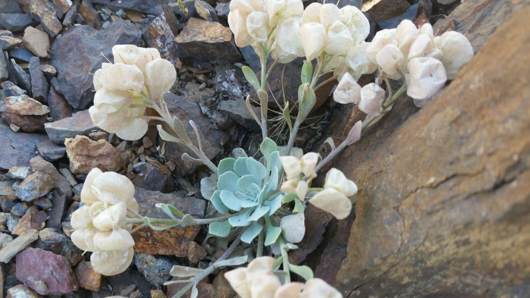 Image de Physaria chambersii Rollins