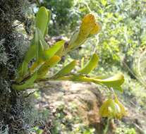 Image of Epidendrum difforme Jacq.