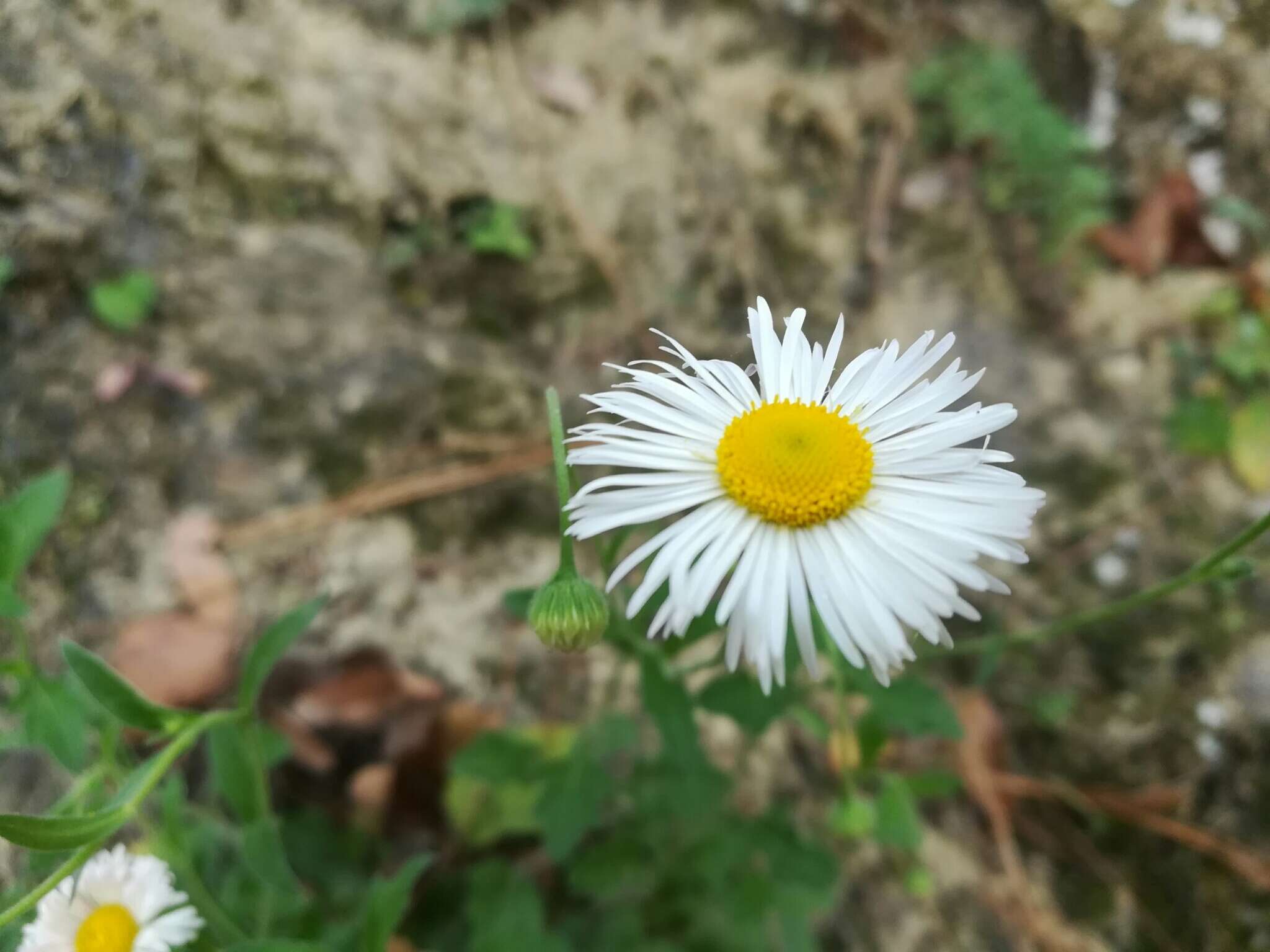 Image de Erigeron dryophyllus A. Gray