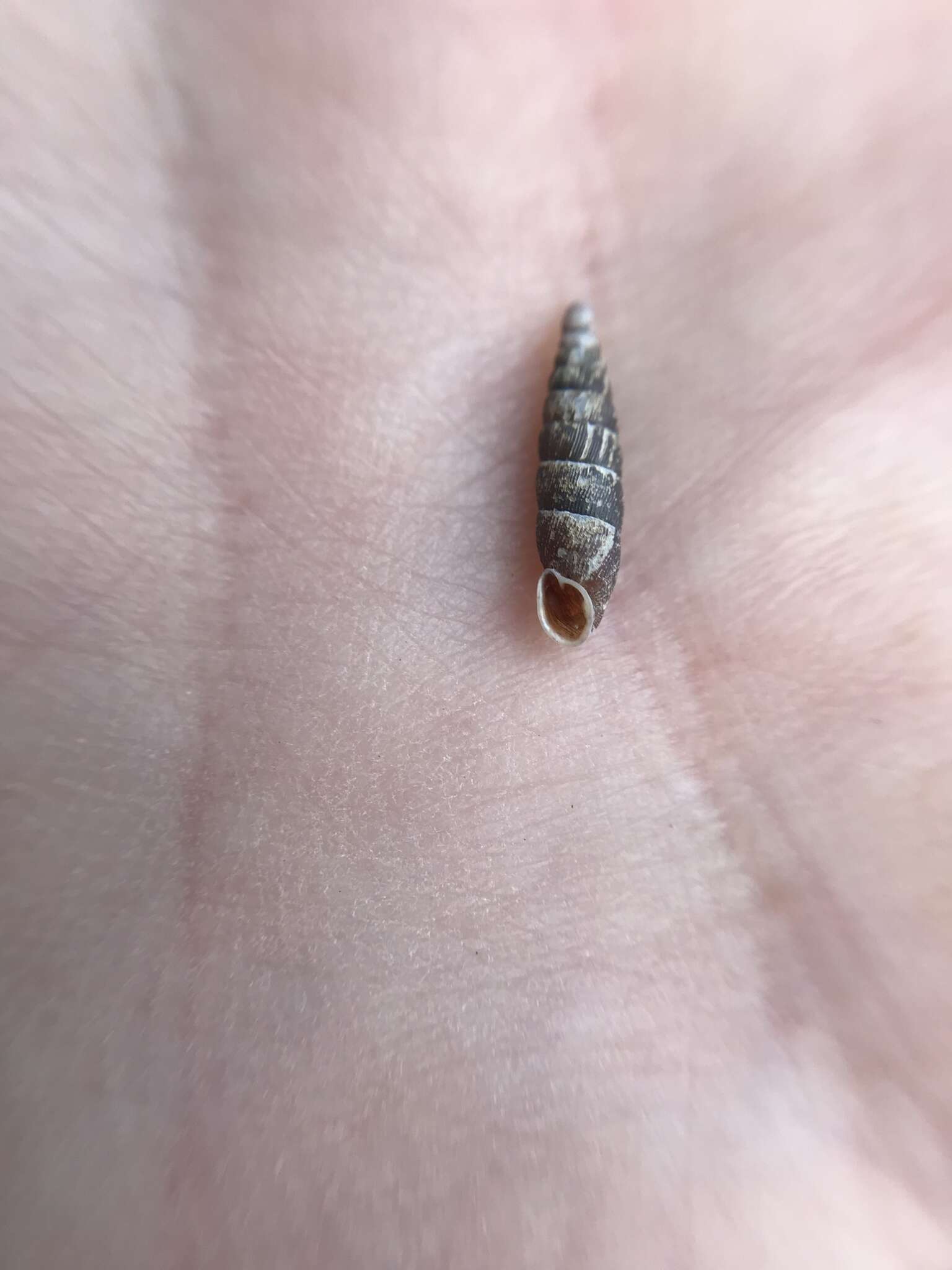 Image of two-toothed door snail