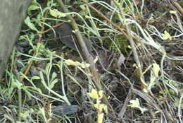 Image of greater white-toothed shrew, house shrew