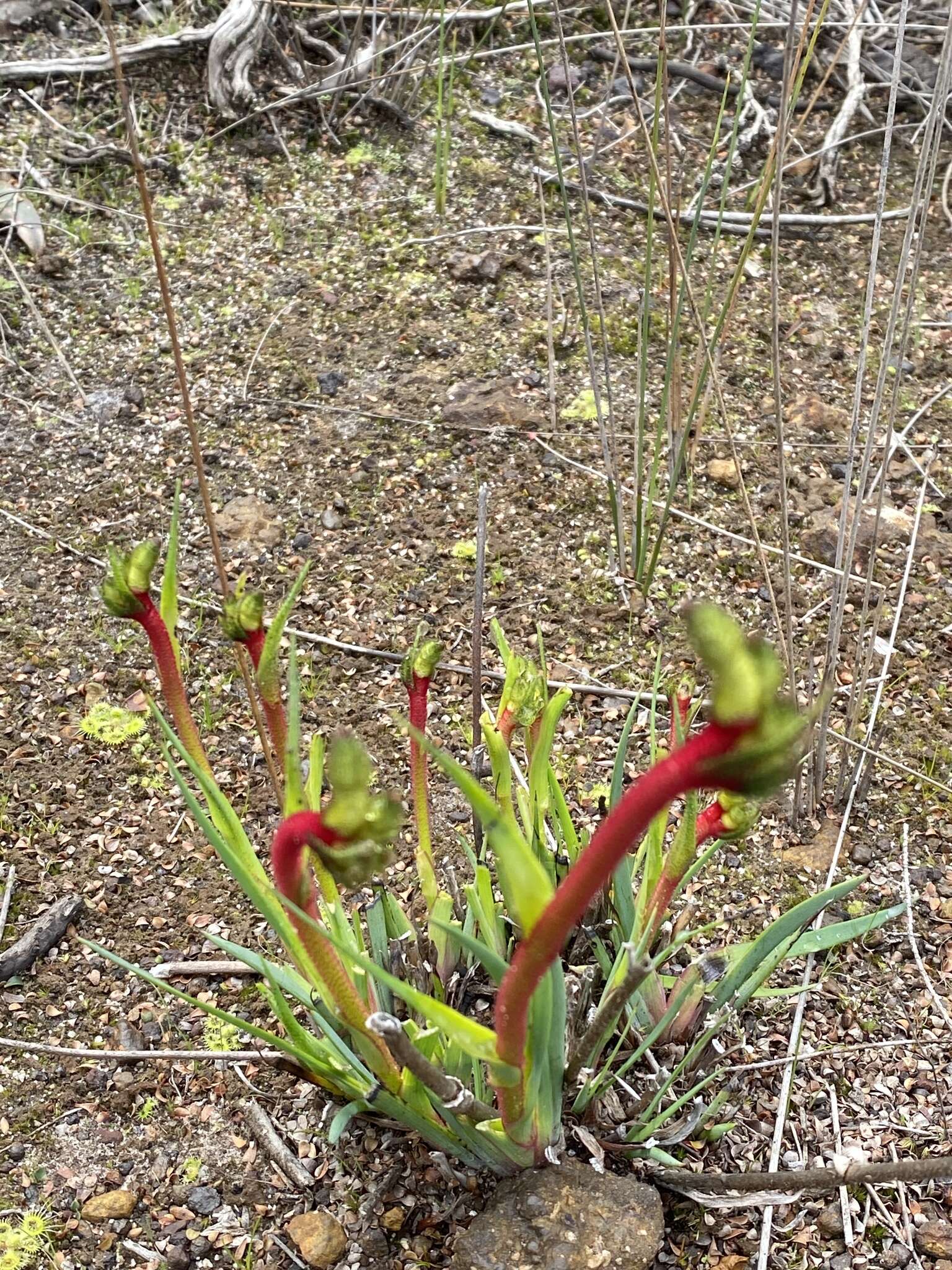 Image of Anigozanthos bicolor Endl.