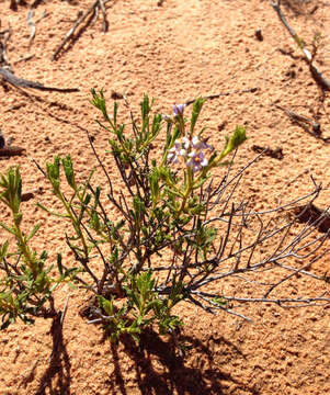 Image of Halgania cyanea Lindley