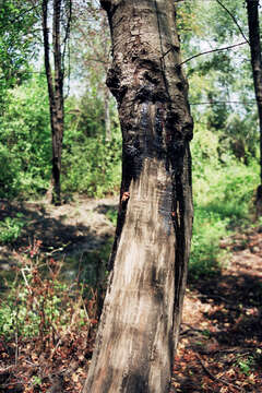 Image of Oriental Sweetgum