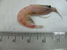 Image of Antarctic Krill