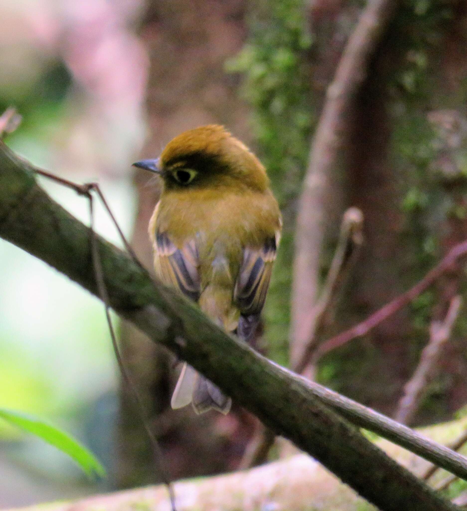 Image of Yellowish Flycatcher