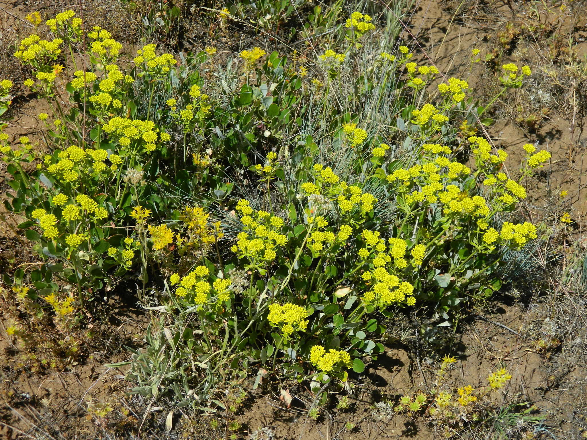 Image of sulphur-flower buckwheat