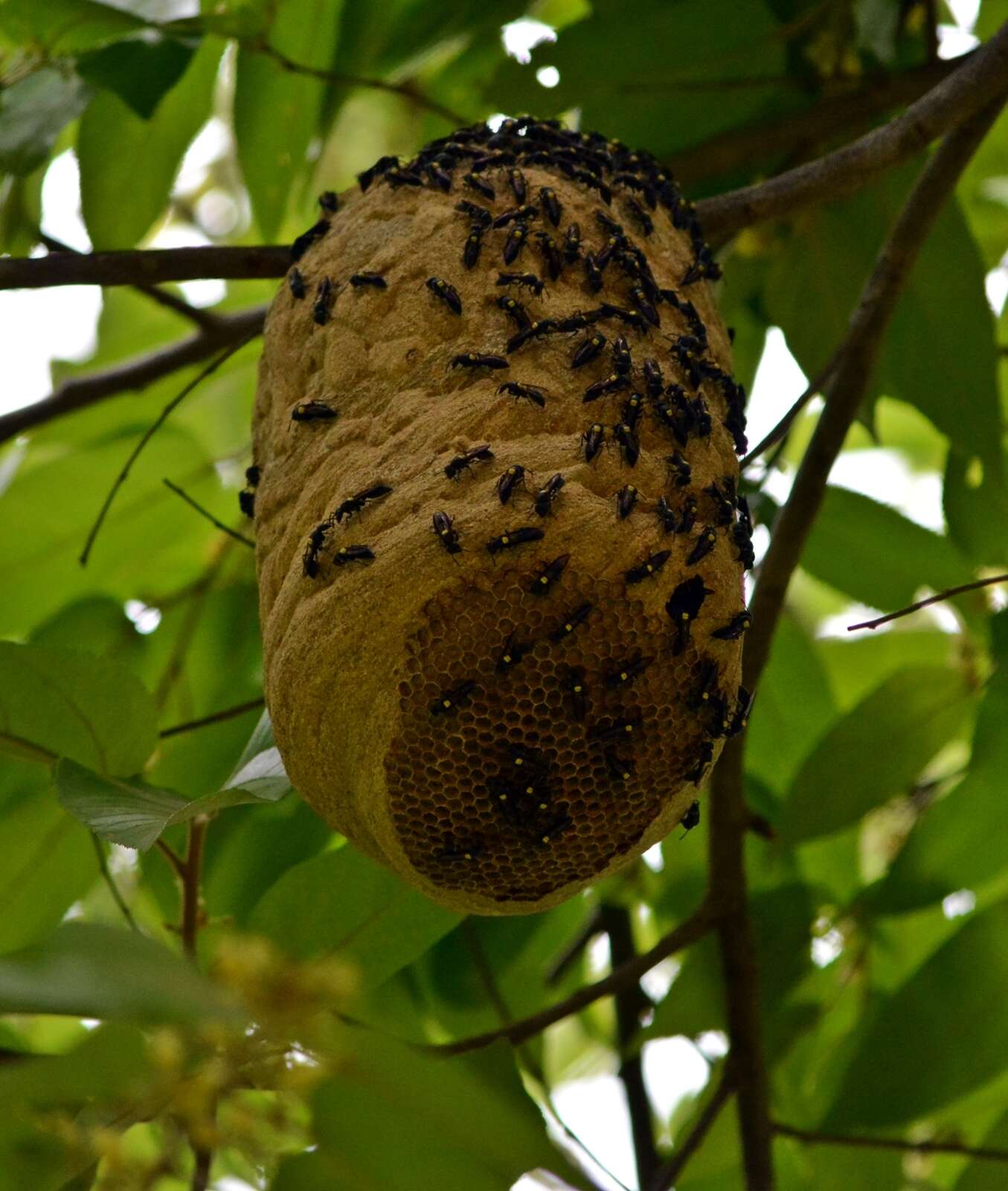 Image of Polybia jurinei de Saussure 1854