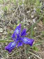 Image of Iris ivanovae Doronkin