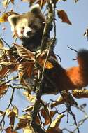 Imagem de Ailurus fulgens fulgens F. G. Cuvier 1825