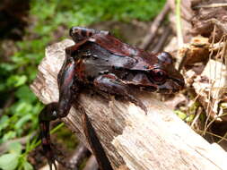 Image of Savage's Thin-toed Frog